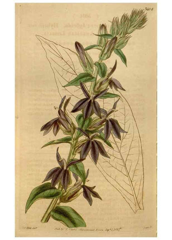 Reproducción/Reproduction 35209369486: Curtis's botanical magazine.. London ; New York [etc.] :Academic Press [etc.]