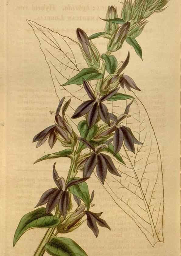 Reproducción/Reproduction 35209369486: Curtis's botanical magazine.. London ; New York [etc.] :Academic Press [etc.]