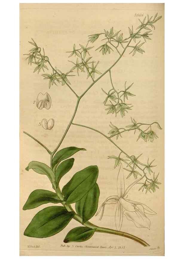 Reproducción/Reproduction 35083852512: Curtis's botanical magazine.. London ; New York [etc.] :Academic Press [etc.]