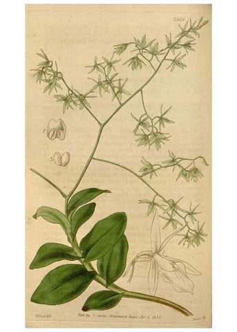 Reproducción/Reproduction 35083852512: Curtis's botanical magazine.. London ; New York [etc.] :Academic Press [etc.]