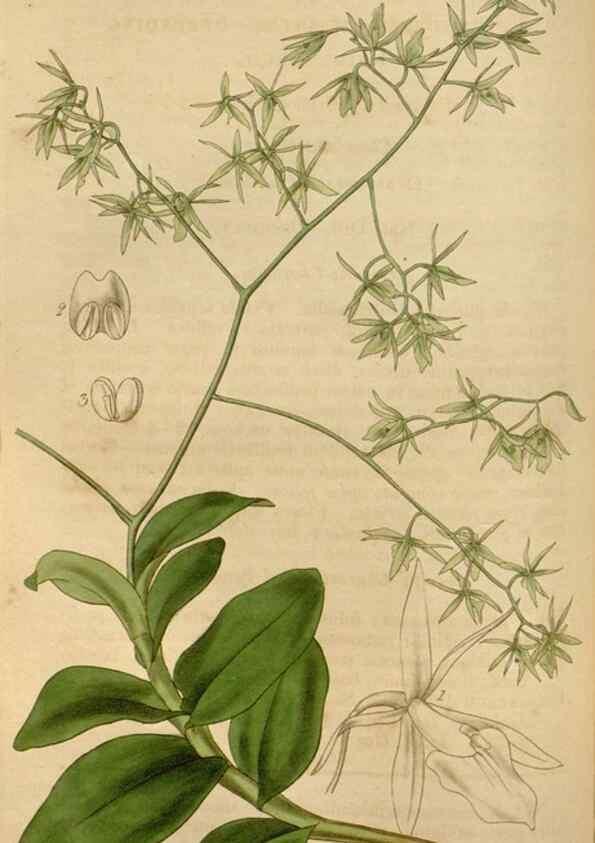 Reproducción/Reproduction 35083852512: Curtis's botanical magazine.. London ; New York [etc.] :Academic Press [etc.]