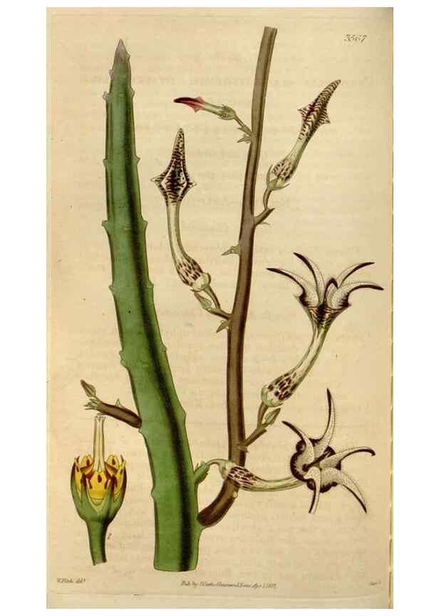 Reproducción/Reproduction 35083858142: Curtis's botanical magazine.. London ; New York [etc.] :Academic Press [etc.]