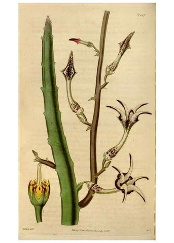 Reproducción/Reproduction 35083858142: Curtis's botanical magazine.. London ; New York [etc.] :Academic Press [etc.]