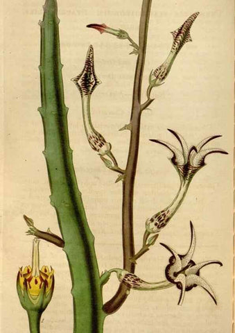 Reproducción/Reproduction 35083858142: Curtis's botanical magazine.. London ; New York [etc.] :Academic Press [etc.]