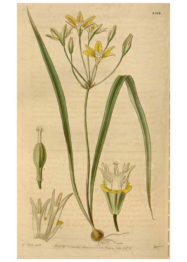 Reproducción/Reproduction 34862180570: Curtis's botanical magazine.. London ; New York [etc.] :Academic Press [etc.]