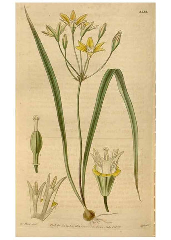 Reproducción/Reproduction 34862180570: Curtis's botanical magazine.. London ; New York [etc.] :Academic Press [etc.]