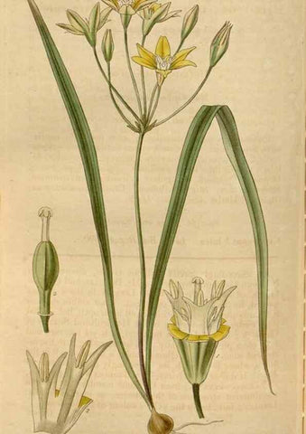 Reproducción/Reproduction 34862180570: Curtis's botanical magazine.. London ; New York [etc.] :Academic Press [etc.]