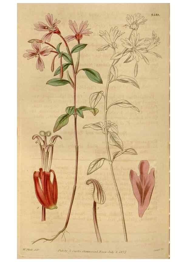 Reproducción/Reproduction 34440204543: Curtis's botanical magazine.. London ; New York [etc.] :Academic Press [etc.]