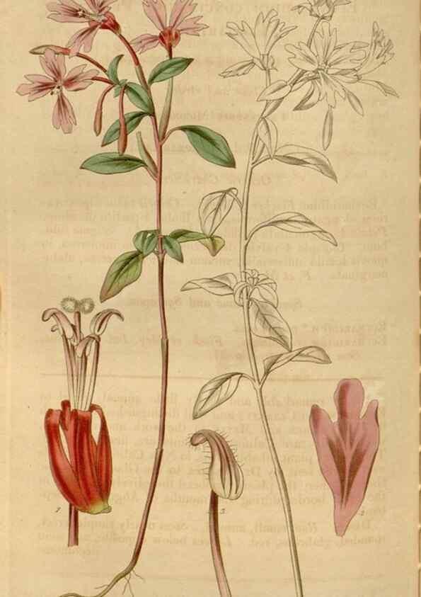 Reproducción/Reproduction 34440204543: Curtis's botanical magazine.. London ; New York [etc.] :Academic Press [etc.]