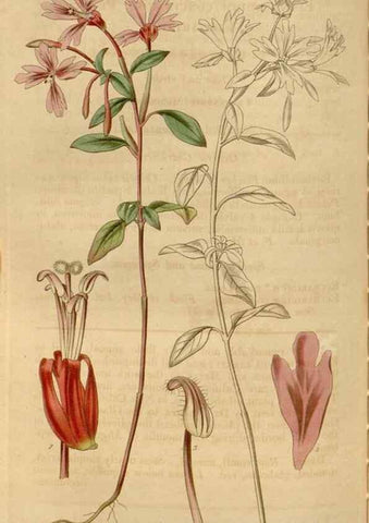 Reproducción/Reproduction 34440204543: Curtis's botanical magazine.. London ; New York [etc.] :Academic Press [etc.]