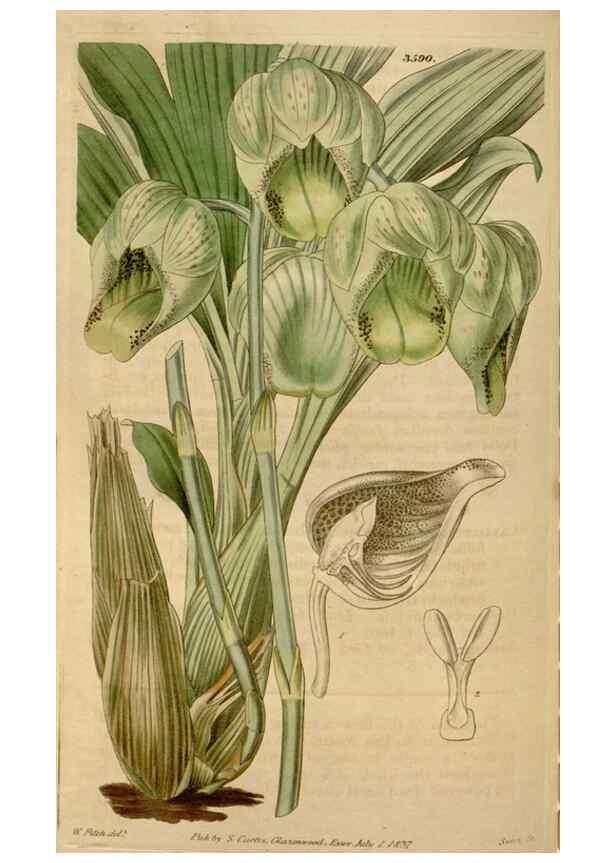 Reproducción/Reproduction 34440206873: Curtis's botanical magazine.. London ; New York [etc.] :Academic Press [etc.]