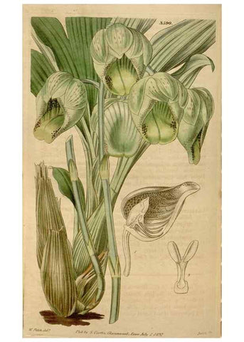 Reproducción/Reproduction 34440206873: Curtis's botanical magazine.. London ; New York [etc.] :Academic Press [etc.]