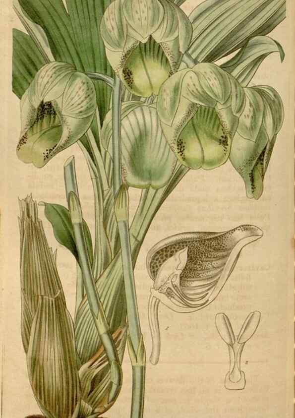 Reproducción/Reproduction 34440206873: Curtis's botanical magazine.. London ; New York [etc.] :Academic Press [etc.]