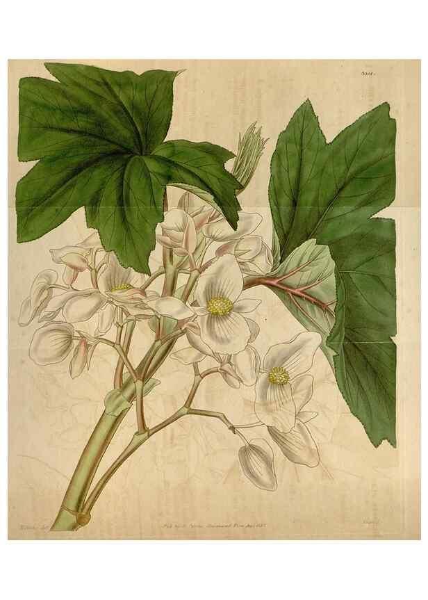 Reproducción/Reproduction 35249222135: Curtis's botanical magazine.. London ; New York [etc.] :Academic Press [etc.]