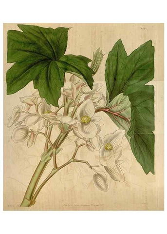Reproducción/Reproduction 35249222135: Curtis's botanical magazine.. London ; New York [etc.] :Academic Press [etc.]
