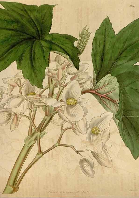 Reproducción/Reproduction 35249222135: Curtis's botanical magazine.. London ; New York [etc.] :Academic Press [etc.]