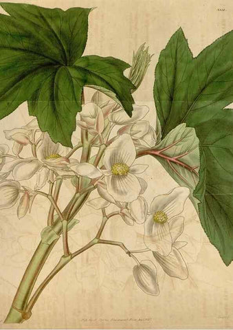 Reproducción/Reproduction 35249222135: Curtis's botanical magazine.. London ; New York [etc.] :Academic Press [etc.]