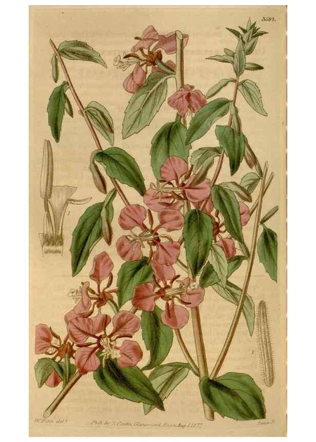 Reproducción/Reproduction 34440211613: Curtis's botanical magazine.. London ; New York [etc.] :Academic Press [etc.]