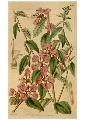 Reproducción/Reproduction 34440211613: Curtis's botanical magazine.. London ; New York [etc.] :Academic Press [etc.]
