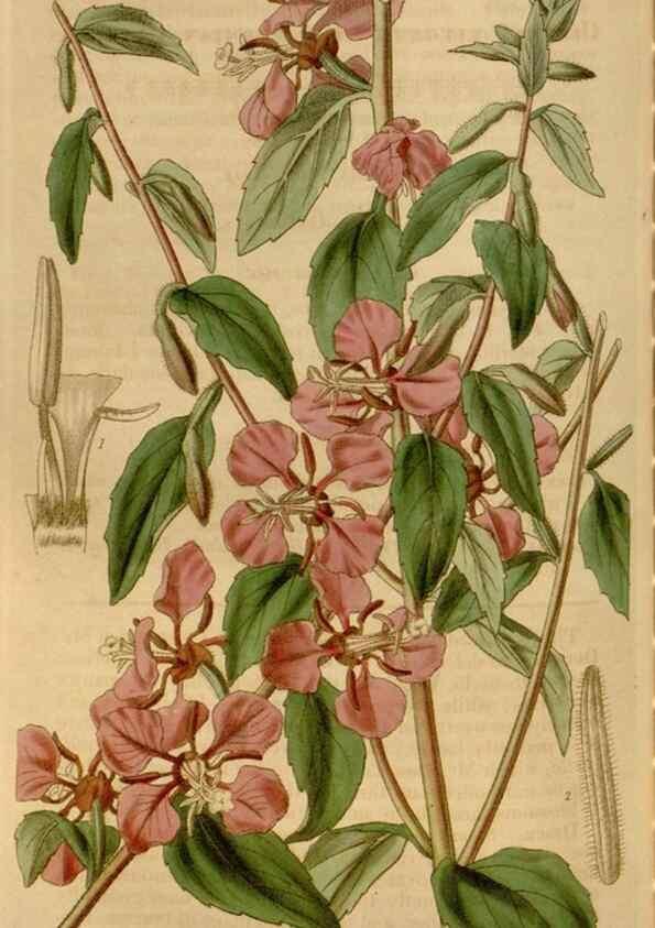 Reproducción/Reproduction 34440211613: Curtis's botanical magazine.. London ; New York [etc.] :Academic Press [etc.]