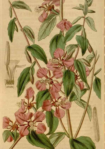 Reproducción/Reproduction 34440211613: Curtis's botanical magazine.. London ; New York [etc.] :Academic Press [etc.]