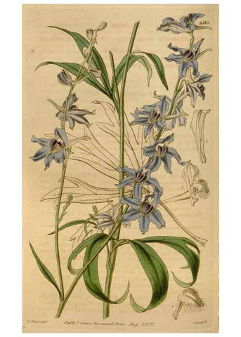 Reproducción/Reproduction 35209345786: Curtis's botanical magazine.. London ; New York [etc.] :Academic Press [etc.]