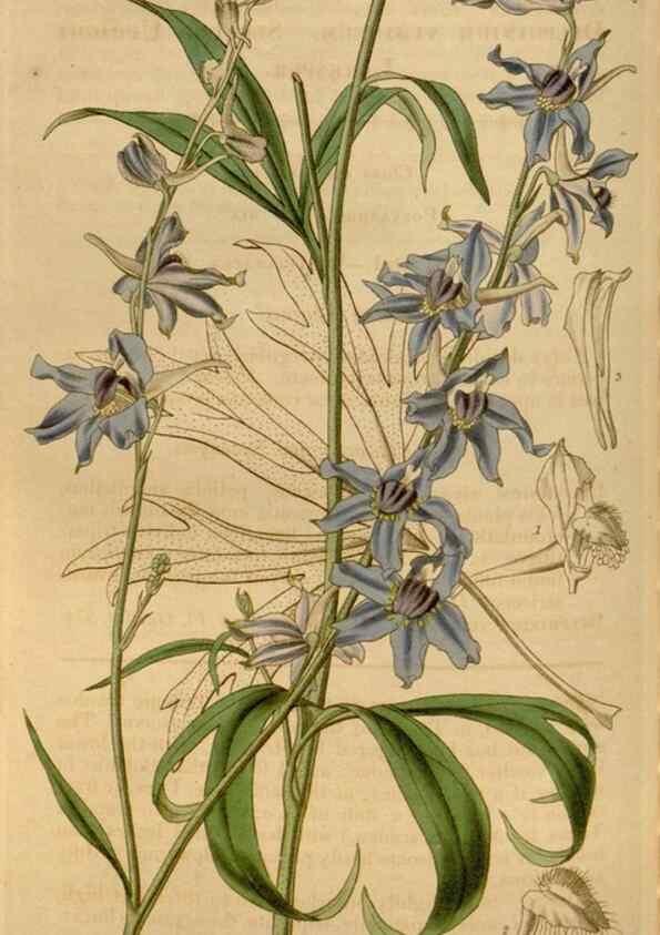 Reproducción/Reproduction 35209345786: Curtis's botanical magazine.. London ; New York [etc.] :Academic Press [etc.]
