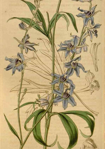 Reproducción/Reproduction 35209345786: Curtis's botanical magazine.. London ; New York [etc.] :Academic Press [etc.]