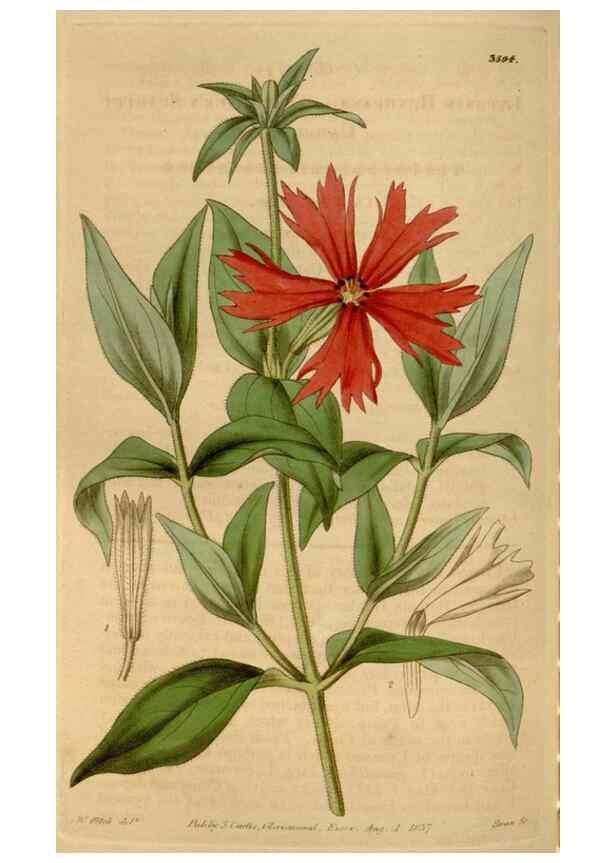 Reproducción/Reproduction 34440217643: Curtis's botanical magazine.. London ; New York [etc.] :Academic Press [etc.]