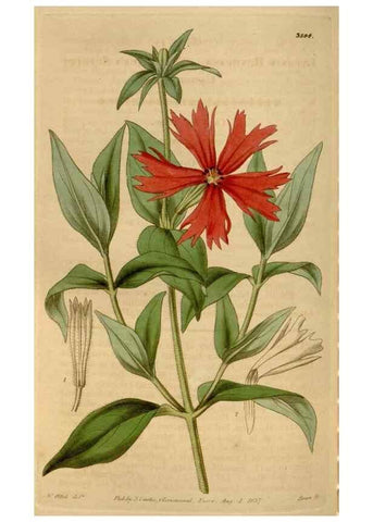 Reproducción/Reproduction 34440217643: Curtis's botanical magazine.. London ; New York [etc.] :Academic Press [etc.]