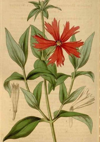 Reproducción/Reproduction 34440217643: Curtis's botanical magazine.. London ; New York [etc.] :Academic Press [etc.]
