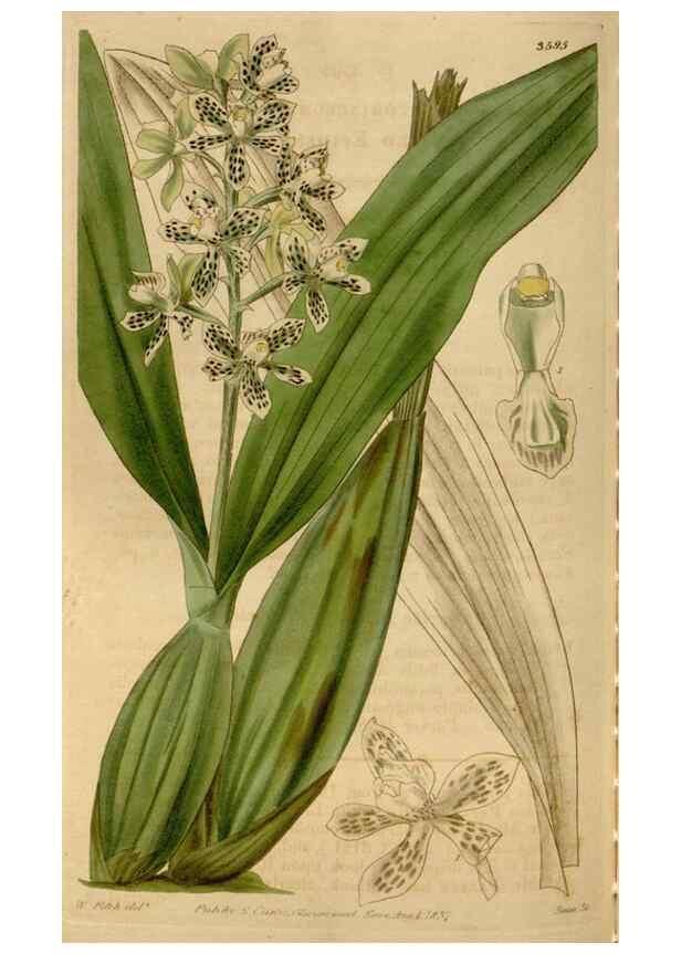 Reproducción/Reproduction 35209350046: Curtis's botanical magazine.. London ; New York [etc.] :Academic Press [etc.]