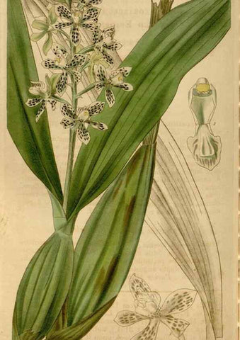 Reproducción/Reproduction 35209350046: Curtis's botanical magazine.. London ; New York [etc.] :Academic Press [etc.]