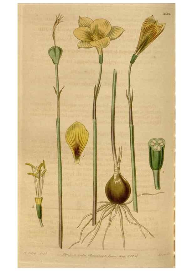 Reproducción/Reproduction 34440222273: Curtis's botanical magazine.. London ; New York [etc.] :Academic Press [etc.]