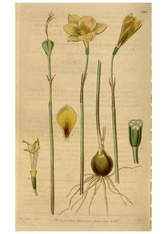 Reproducción/Reproduction 34440222273: Curtis's botanical magazine.. London ; New York [etc.] :Academic Press [etc.]