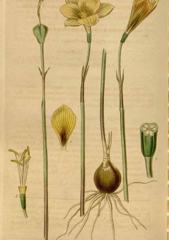 Reproducción/Reproduction 34440222273: Curtis's botanical magazine.. London ; New York [etc.] :Academic Press [etc.]