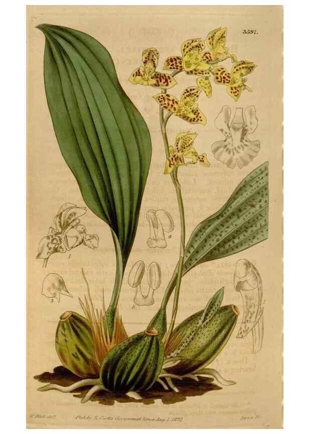 Reproducción/Reproduction 34440224953: Curtis's botanical magazine.. London ; New York [etc.] :Academic Press [etc.]