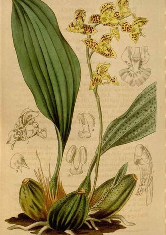 Reproducción/Reproduction 34440224953: Curtis's botanical magazine.. London ; New York [etc.] :Academic Press [etc.]
