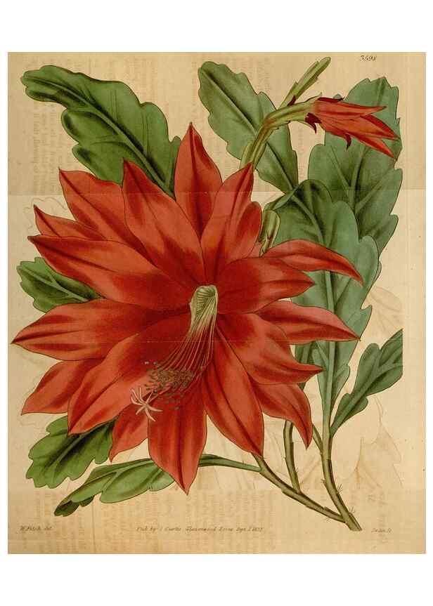 Reproducción/Reproduction 35249230075: Curtis's botanical magazine.. London ; New York [etc.] :Academic Press [etc.]