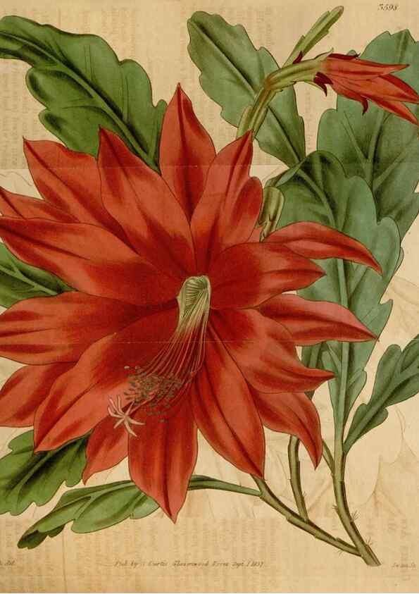 Reproducción/Reproduction 35249230075: Curtis's botanical magazine.. London ; New York [etc.] :Academic Press [etc.]