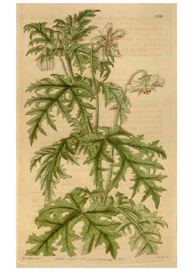 Reproducción/Reproduction 34440230103: Curtis's botanical magazine.. London ; New York [etc.] :Academic Press [etc.]