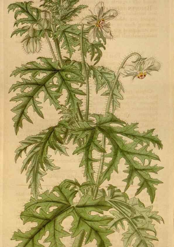 Reproducción/Reproduction 34440230103: Curtis's botanical magazine.. London ; New York [etc.] :Academic Press [etc.]