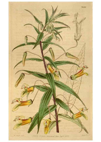 Reproducción/Reproduction 35083917452: Curtis's botanical magazine.. London ; New York [etc.] :Academic Press [etc.]