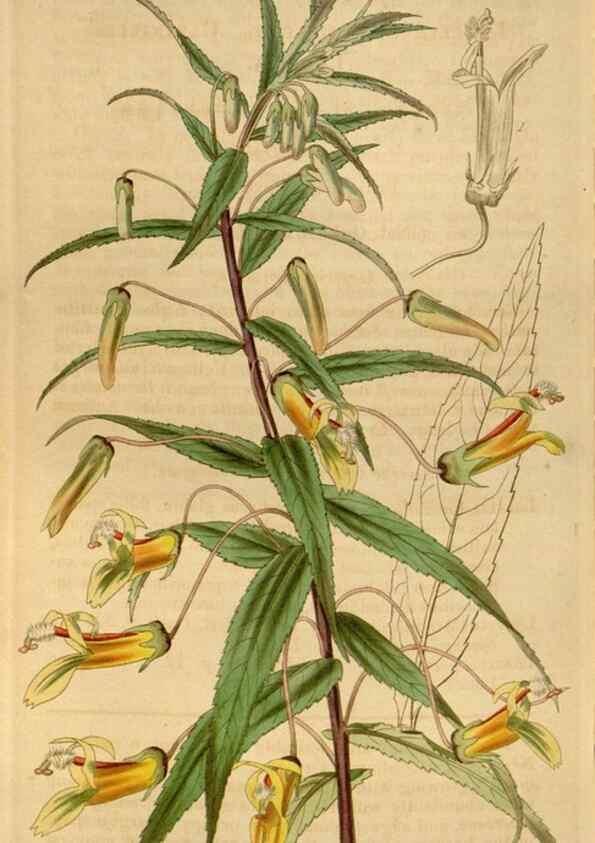 Reproducción/Reproduction 35083917452: Curtis's botanical magazine.. London ; New York [etc.] :Academic Press [etc.]