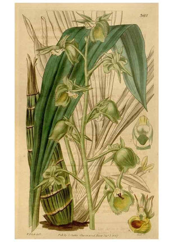 Reproducción/Reproduction 34440235983: Curtis's botanical magazine.. London ; New York [etc.] :Academic Press [etc.]