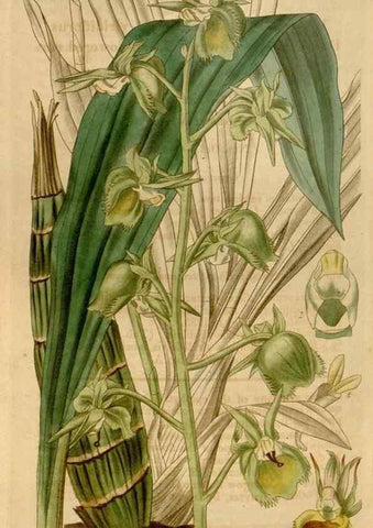 Reproducción/Reproduction 34440235983: Curtis's botanical magazine.. London ; New York [etc.] :Academic Press [etc.]