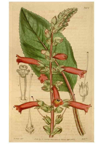 Reproducción/Reproduction 35249238445: Curtis's botanical magazine.. London ; New York [etc.] :Academic Press [etc.]