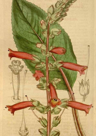 Reproducción/Reproduction 35249238445: Curtis's botanical magazine.. London ; New York [etc.] :Academic Press [etc.]
