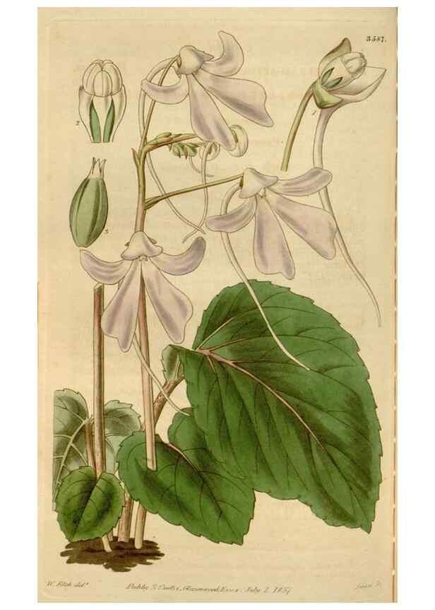 Reproducción/Reproduction 35249214625: Curtis's botanical magazine.. London ; New York [etc.] :Academic Press [etc.]