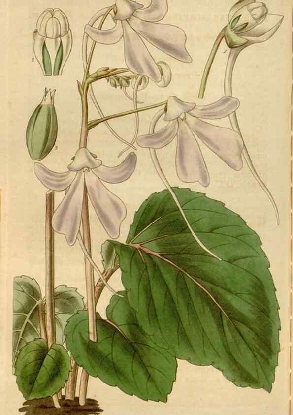 Reproducción/Reproduction 35249214625: Curtis's botanical magazine.. London ; New York [etc.] :Academic Press [etc.]